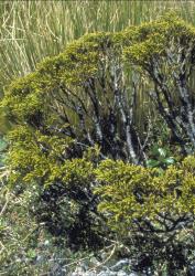 Veronica tetragona subsp. subsimilis. Habit. Mt Holdswoth, Tararua Range.
 Image: M.J. Bayly © Te Papa CC-BY-NC 3.0 NZ